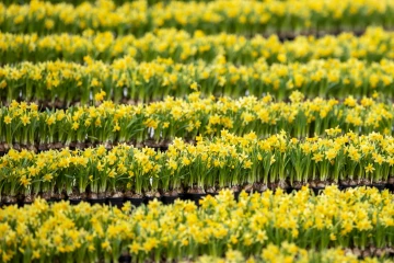 Rows of daffodils decorate St. Peter's Square during Easter Sunday celebrations at the Vatican on April 20, 2025.